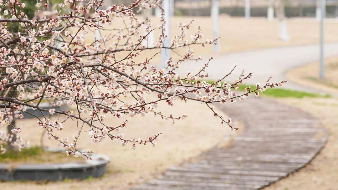 數(shù)據(jù)驅(qū)動教育創(chuàng)新：智慧校園視覺方案賦能學(xué)生學(xué)習(xí)